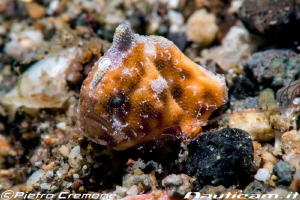 Pigmy frogfish by Pietro Cremone 